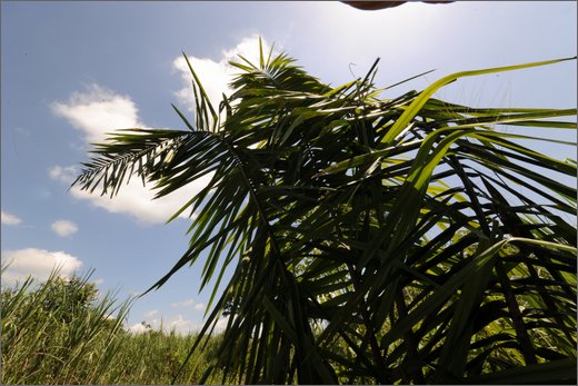 (1)-al trapiche associazione asopamir vicino a caimital per produzione di panela. .jpg