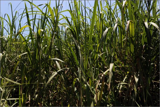 (2)-al trapiche associazione asopamir vicino a caimital per produzione di panela. .jpg