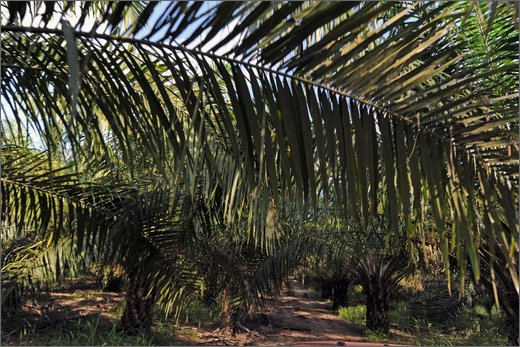 (25)-da las pavas a rioviejo palmeti per olio comustibile - municipio buenos aires.jpg