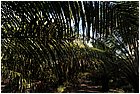 (26)-da las pavas a rioviejo palmeti per olio comustibile - municipio buenos aires.jpg
