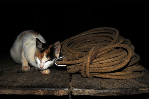(54)-san pedro frio (mina vieja).  gatto con lazo.jpg