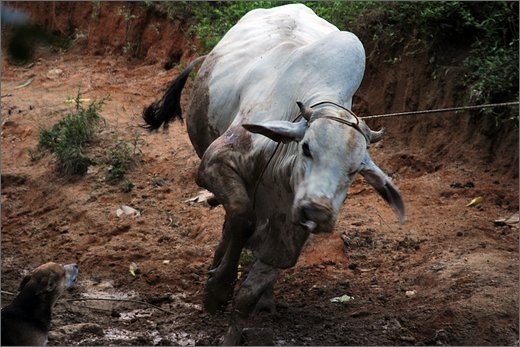14-honduras. cattura del toro per macello.jpg
