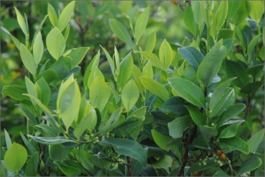 26-maracaibo. foglie di coca.jpg
