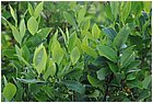 26-maracaibo. foglie di coca.jpg