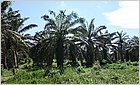 plantaciones de palma de aceite.jpg