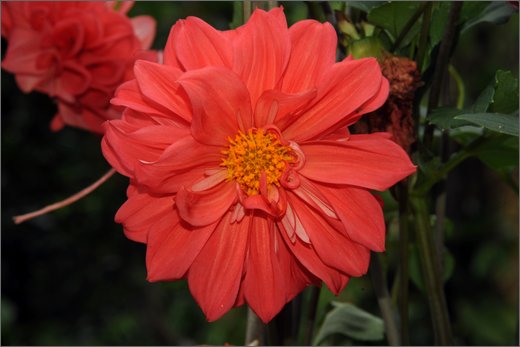 (29)-da mina facil a san pedro frio (mina vieja). fiori.jpg